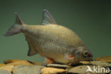 Silver Bream (Blicca bjoerkna)