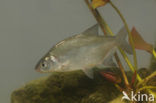 White bream (Abramis bjoerkna)