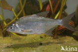 White bream (Abramis bjoerkna)