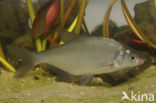 White bream (Abramis bjoerkna)