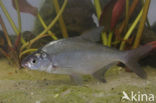 White bream (Abramis bjoerkna)