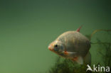 Silver Bream (Blicca bjoerkna)