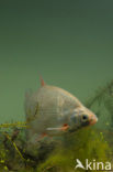 Silver Bream (Blicca bjoerkna)