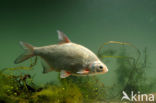 Silver Bream (Blicca bjoerkna)