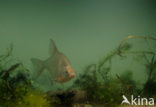 Silver Bream (Blicca bjoerkna)