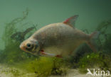 Silver Bream (Blicca bjoerkna)