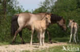 Konik horse (Equus spp)