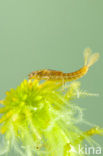 Koraaljuffer (Ceriagrion tenellum f. typica)