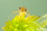 Small Red Damselfly (Ceriagrion tenellum f. typica)