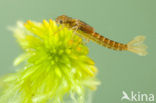 Koraaljuffer (Ceriagrion tenellum f. typica)