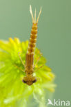 Koraaljuffer (Ceriagrion tenellum f. typica)