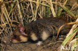 Korenwolf (Cricetus cricetus) 