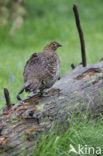 Black Grouse (Tetrao tetrix)