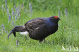 Black Grouse (Tetrao tetrix)