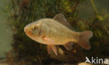 Crucian Carp (Carassius carassius)