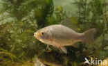 Crucian Carp (Carassius carassius)