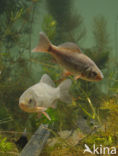 Crucian Carp (Carassius carassius)