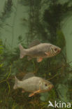 Crucian Carp (Carassius carassius)