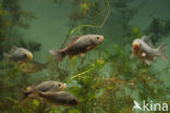 Crucian Carp (Carassius carassius)