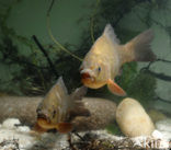 Kroeskarper (Carassius carassius) 