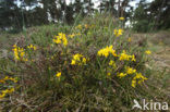 Kruipbrem (Genista pilosa) 