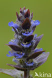 Kruipend zenegroen (Ajuga reptans)