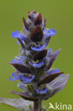 Kruipend zenegroen (Ajuga reptans)