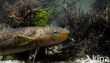 Burbot (Lota lota)