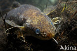 Burbot (Lota lota)