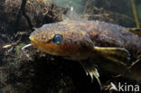 Burbot (Lota lota)