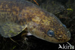 Burbot (Lota lota)