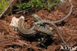 Viviparous Lizard (Zootoca vivipara)