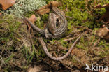 Viviparous Lizard (Zootoca vivipara)