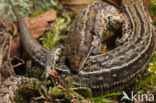 Viviparous Lizard (Zootoca vivipara)