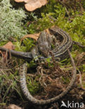 Viviparous Lizard (Zootoca vivipara)