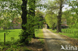 Lime (Tilia)