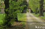 Lime (Tilia)