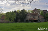Lime (Tilia)