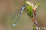 Irish Damselfly (Coenagrion lunulatum)