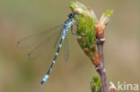 Irish Damselfly (Coenagrion lunulatum)