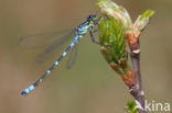 Maanwaterjuffer (Coenagrion lunulatum)