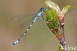 Maanwaterjuffer (Coenagrion lunulatum)