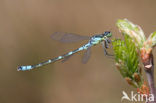 Maanwaterjuffer (Coenagrion lunulatum)