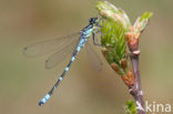 Maanwaterjuffer (Coenagrion lunulatum)