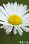 Daisy (Bellis perennis)