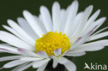 Daisy (Bellis perennis)