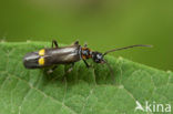 Malthodes marginatus