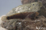 marble goby (Oxyeleotris marmoratus)