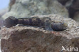 marble goby (Oxyeleotris marmoratus)