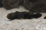 marble goby (Oxyeleotris marmoratus)